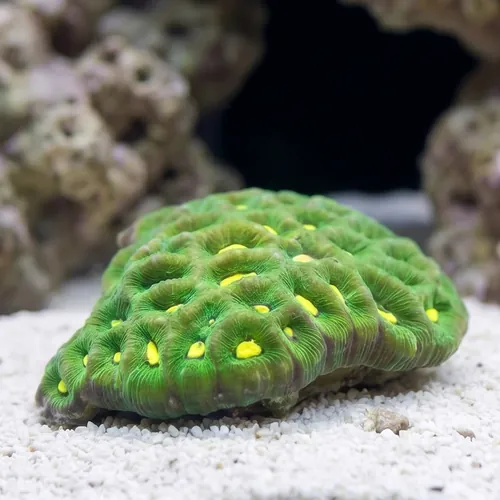 Brain Prism Coral: Green w/ Neon Green Center - Australia
