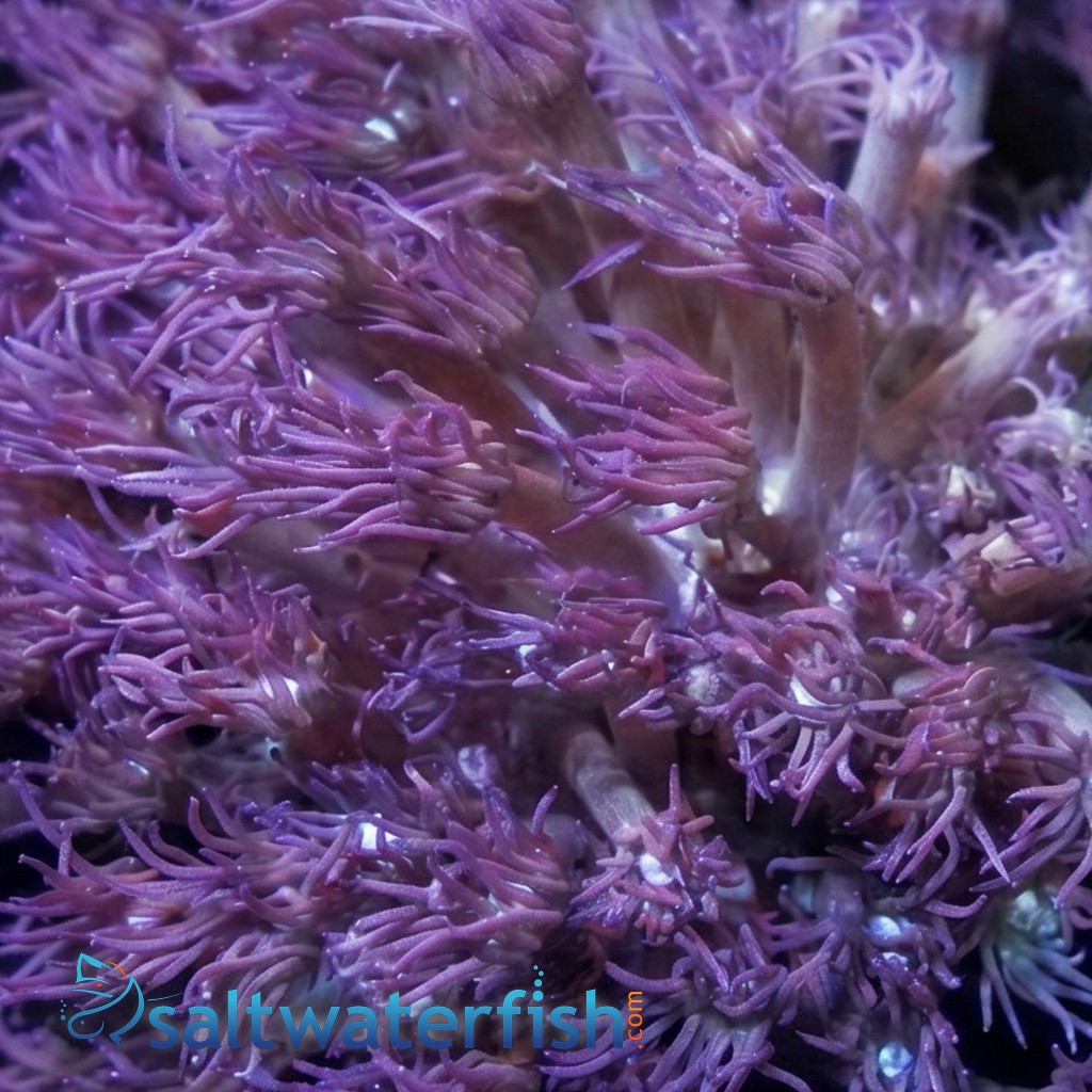 Goniopora Coral: Blue/Purple - Australia