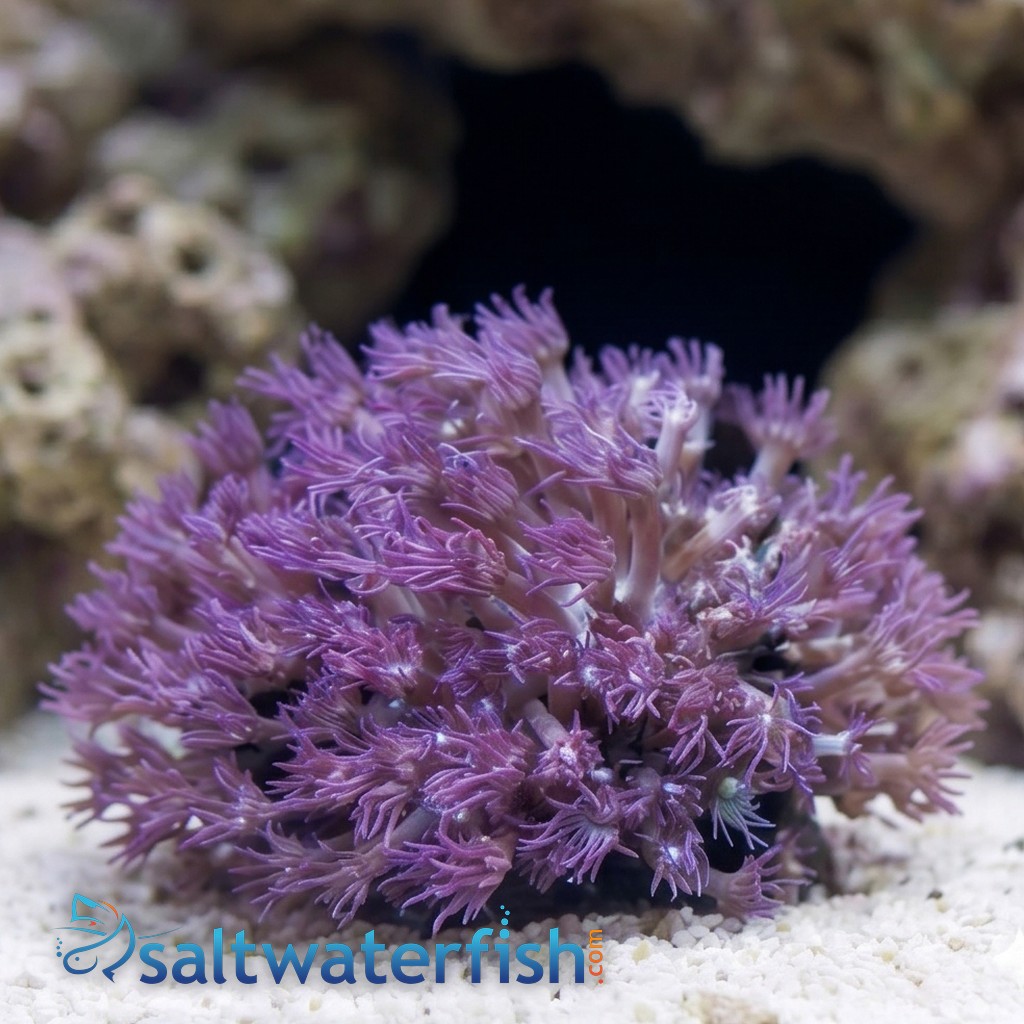 Goniopora Coral: Blue/Purple - Australia