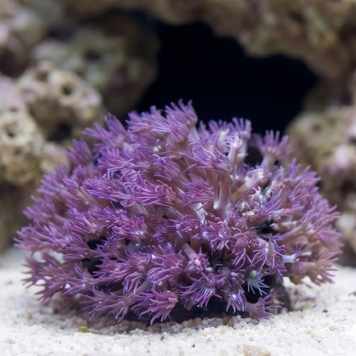 Goniopora Coral: Blue/Purple - Australia