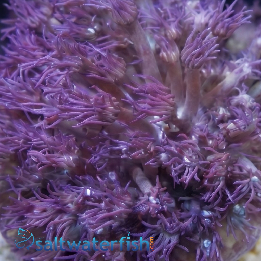 Goniopora Coral: Blue/Purple