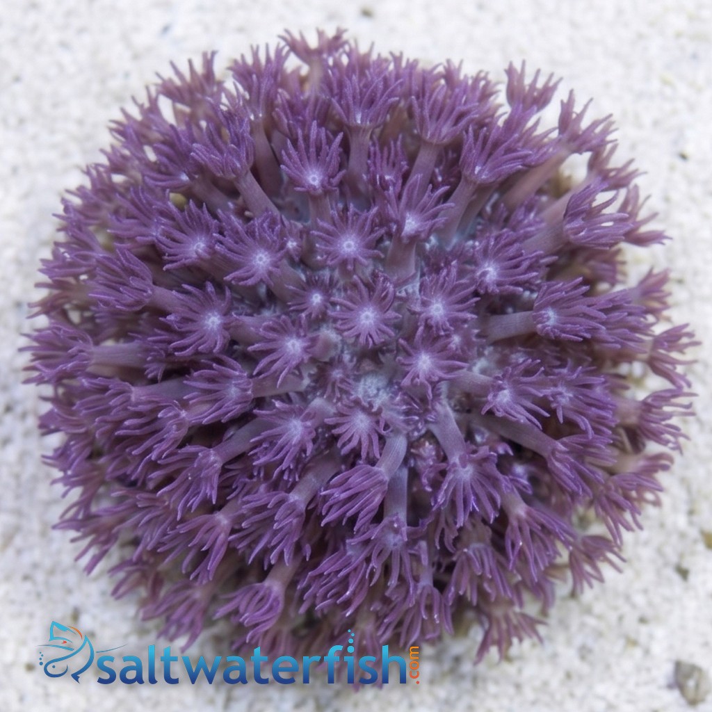 Goniopora Coral: Blue/Purple