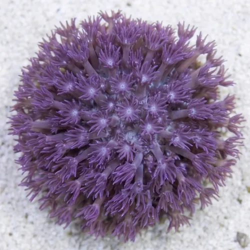 Goniopora Coral: Blue/Purple