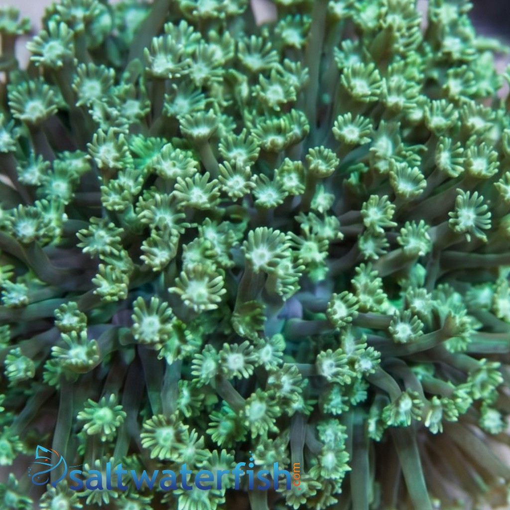 Goniopora Coral: Long Polyp Green