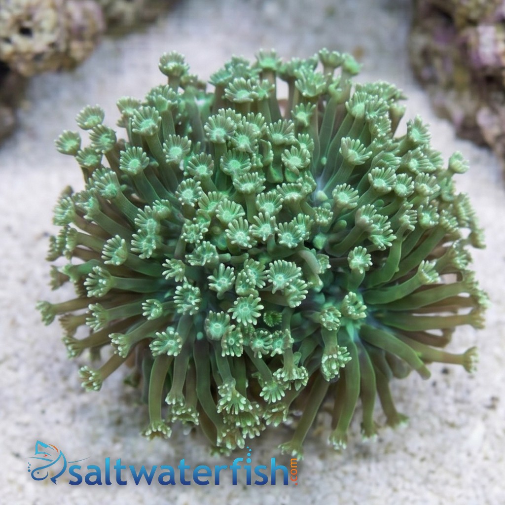 Goniopora Coral: Long Polyp Green