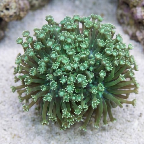 Goniopora Coral: Long Polyp Green