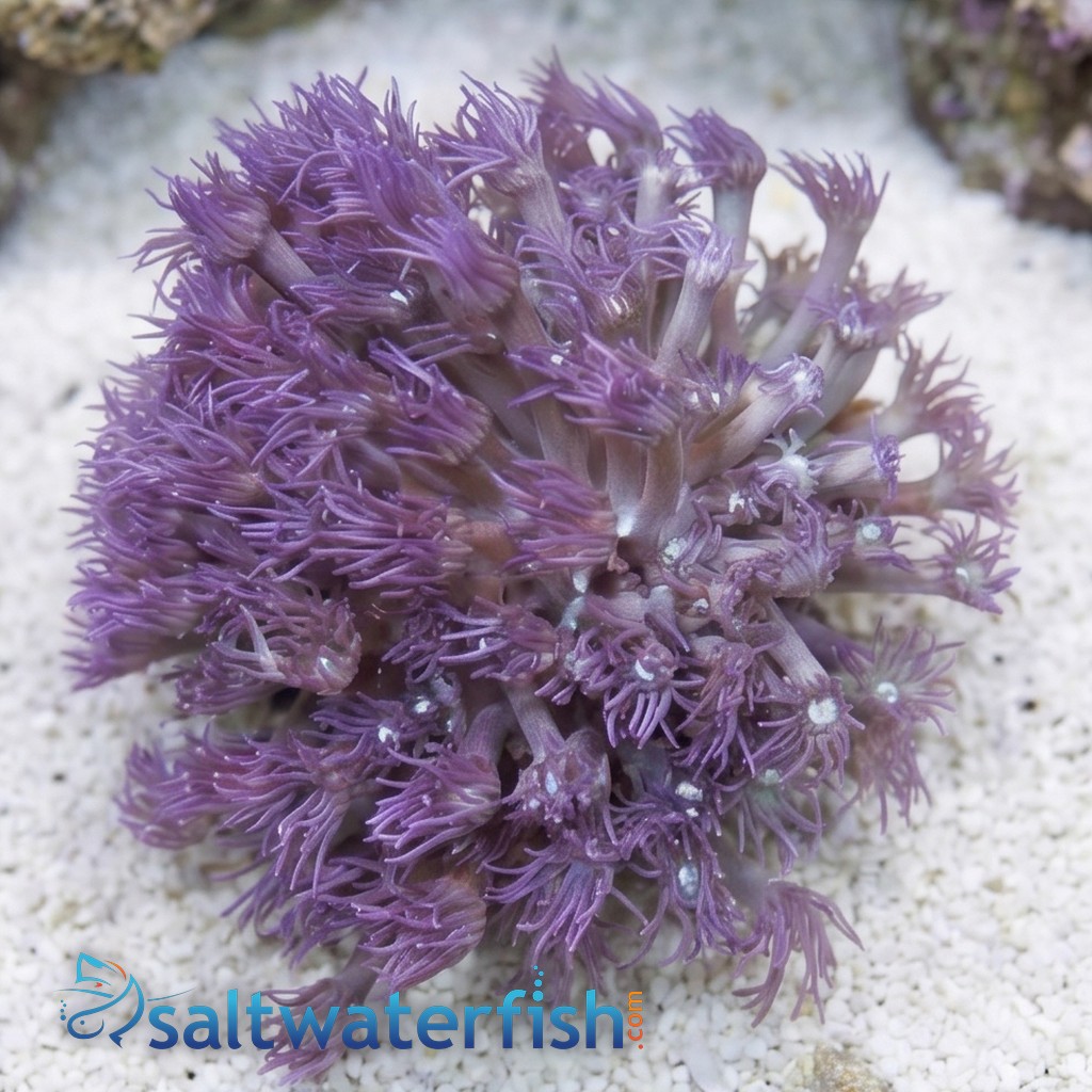Goniopora Coral: Blue/Purple Branching - Aquacultured