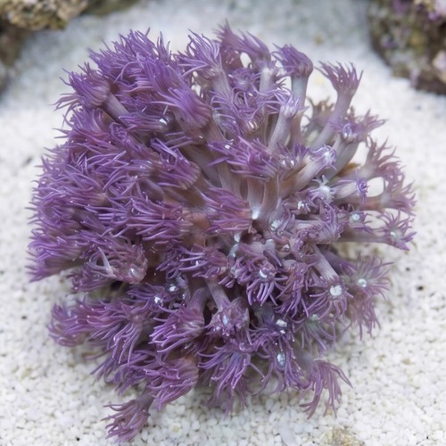 Goniopora Coral: Blue/Purple Branching - Aquacultured