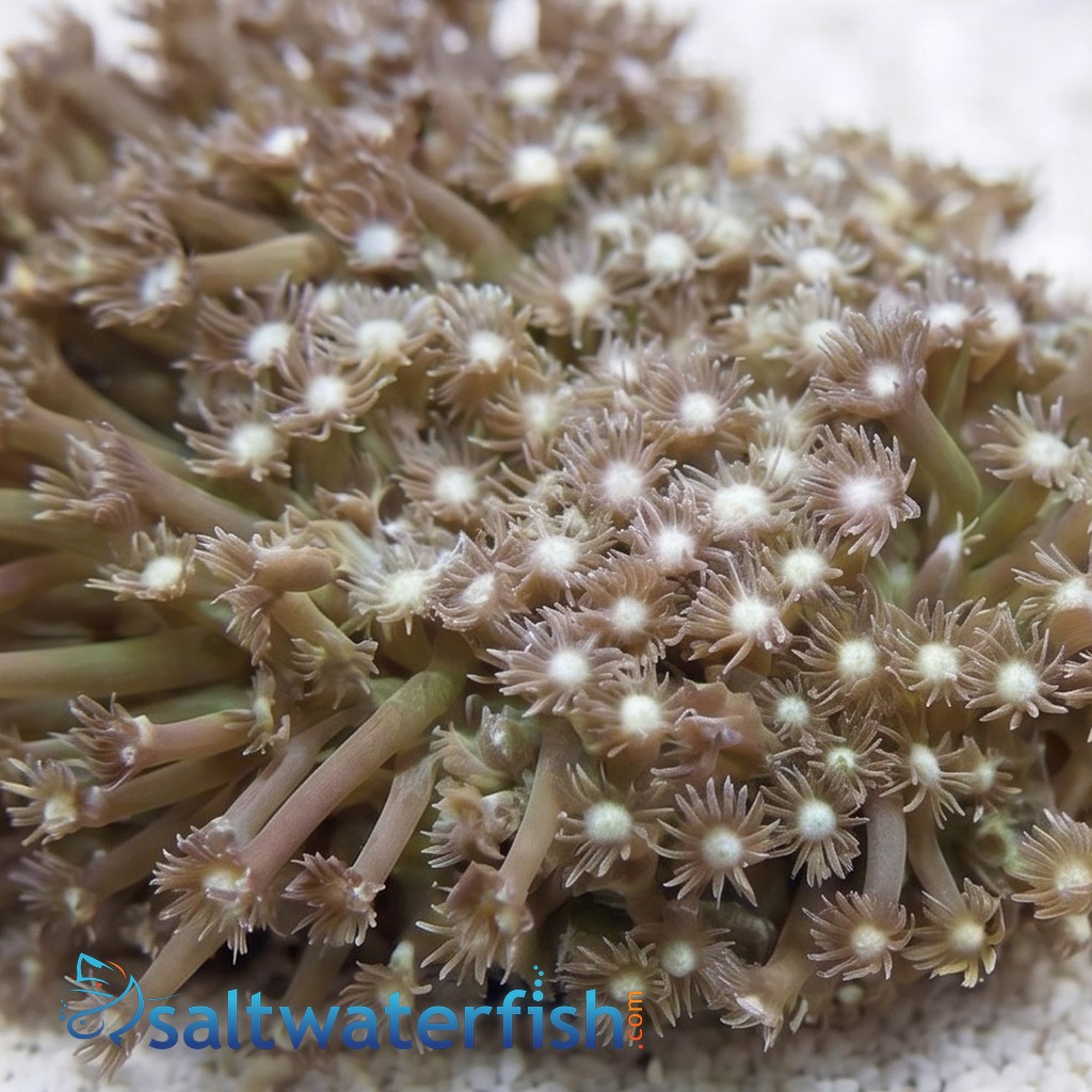 Short Polyp Goniopora Coral: Green - Aquacultured