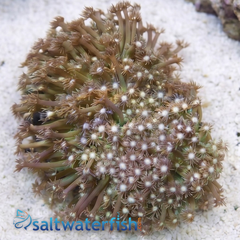 Short Polyp Goniopora Coral: Green - Aquacultured