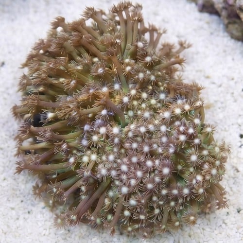Short Polyp Goniopora Coral: Green - Aquacultured