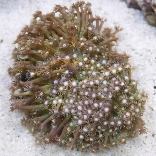 Short Polyp Goniopora Coral: Green - Aquacultured