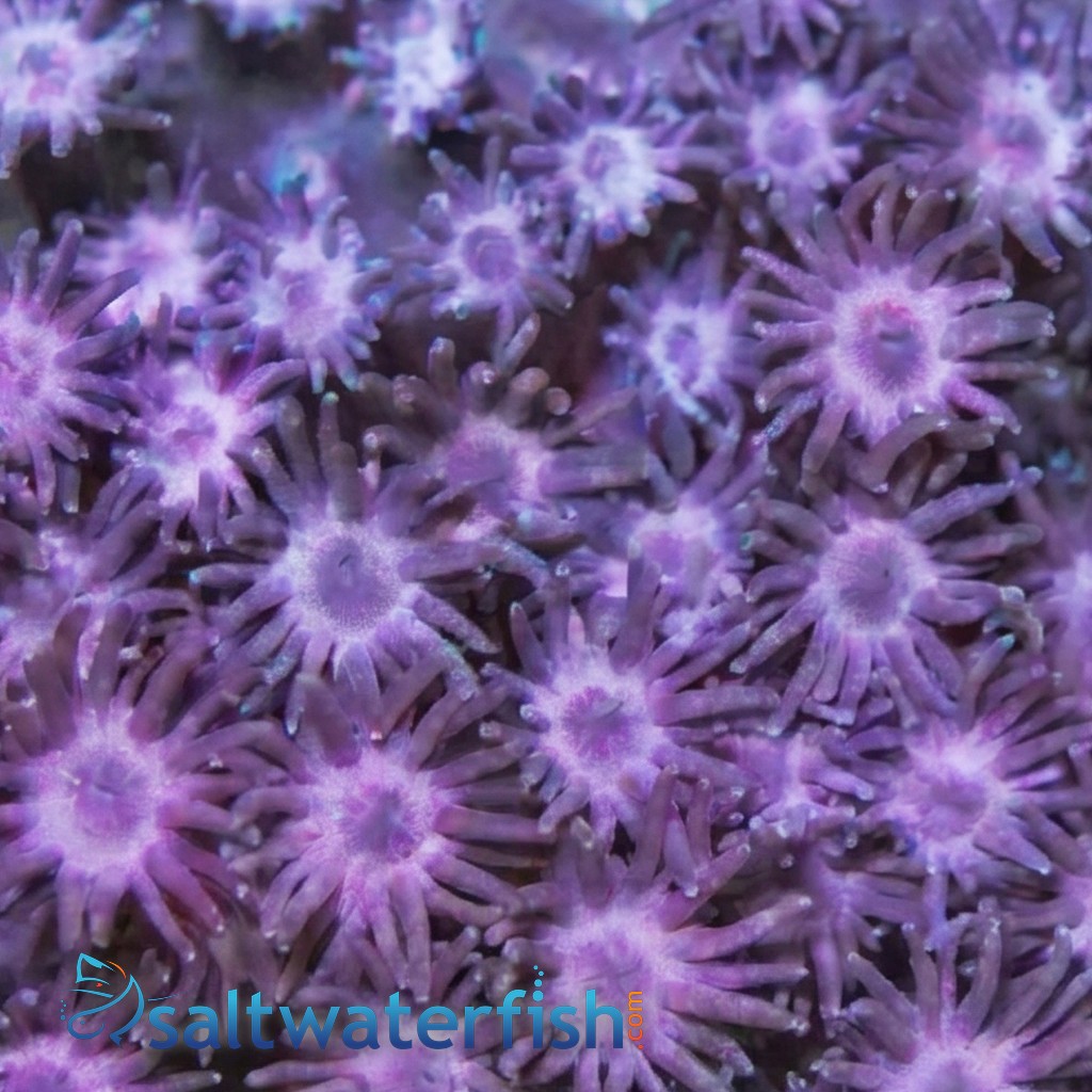 Goniopora Coral: Super Purple - Aquacultured 