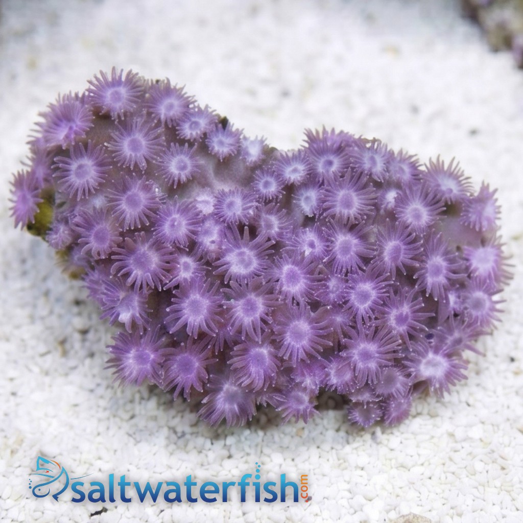 Goniopora Coral: Super Purple - Aquacultured 