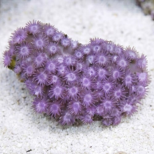 Goniopora Coral: Super Purple - Aquacultured 