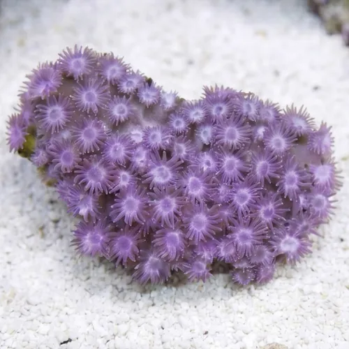 Goniopora Coral: Super Purple - Aquacultured