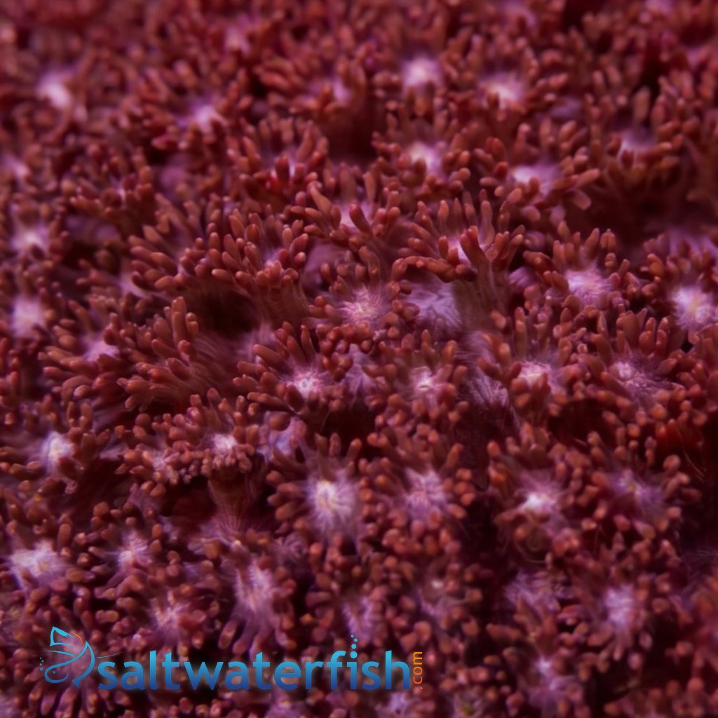 Goniopora Coral: Red - Aquacultured