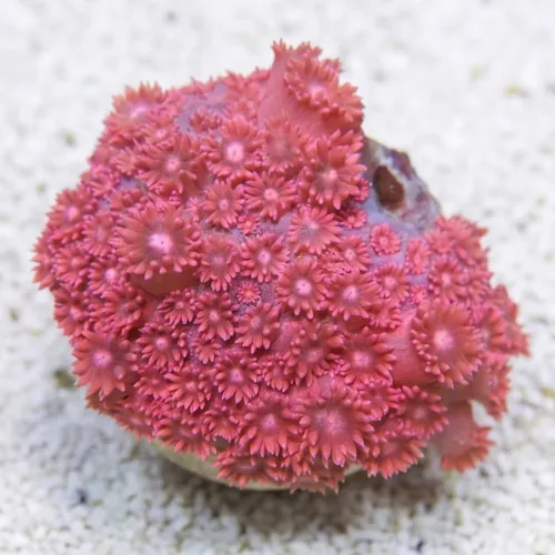 Goniopora Coral: Red - Aquacultured