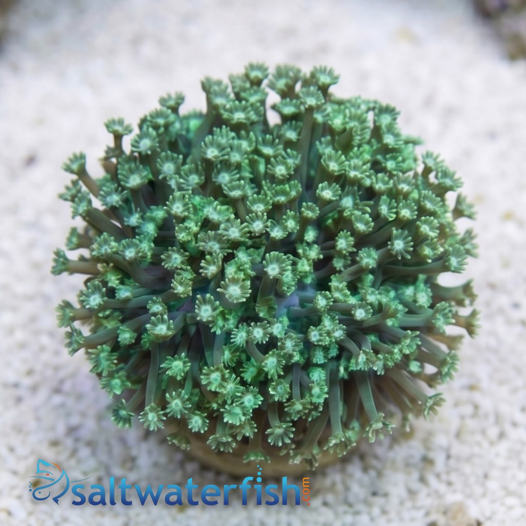 Goniopora Coral: Long Polyp Green - Aquacultured