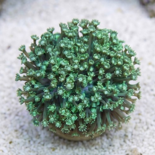 Goniopora Coral: Green
