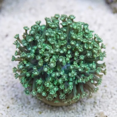 Goniopora Coral: Long Polyp Green - Aquacultured
