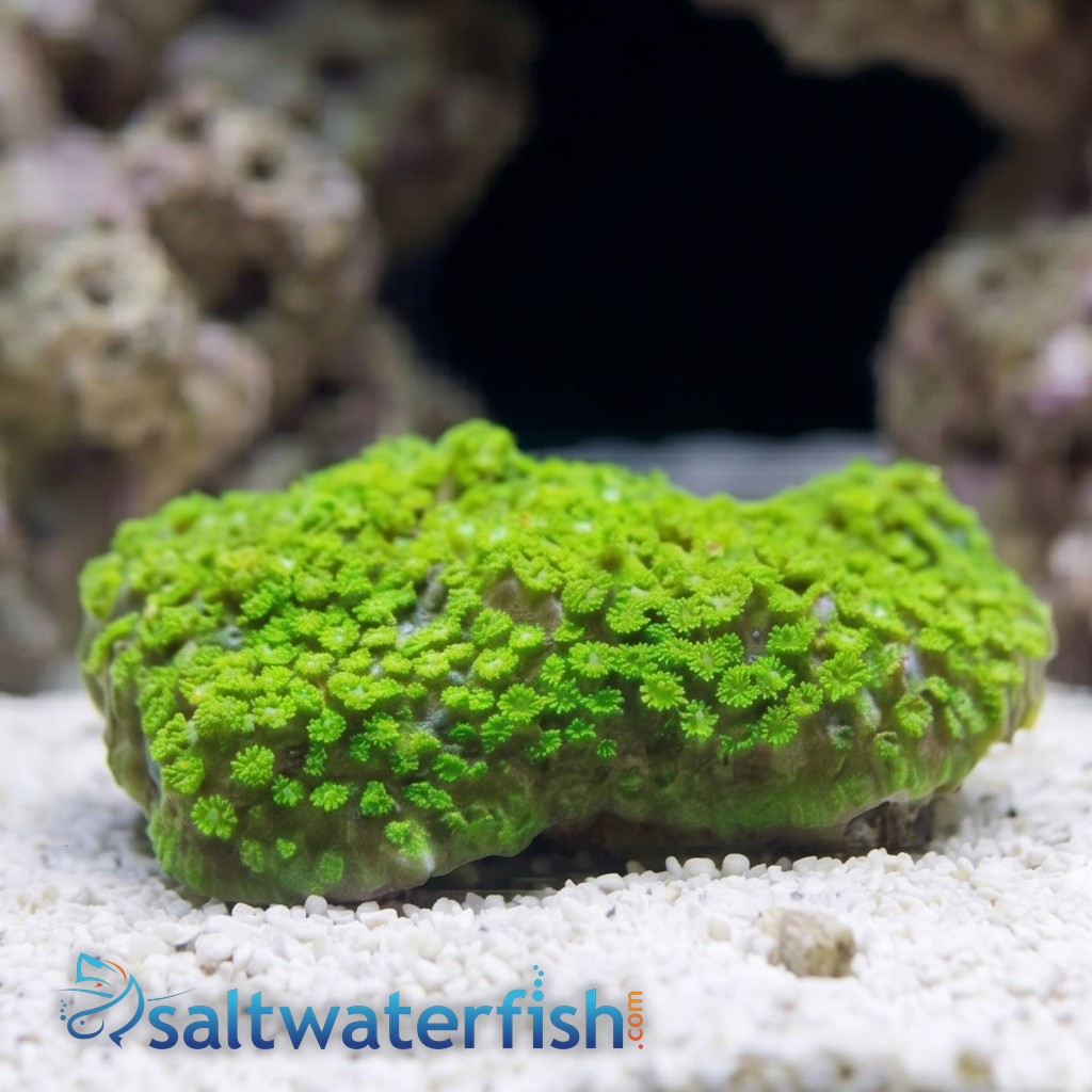 Short Polyp Goniopora Coral: Green - South Pacific