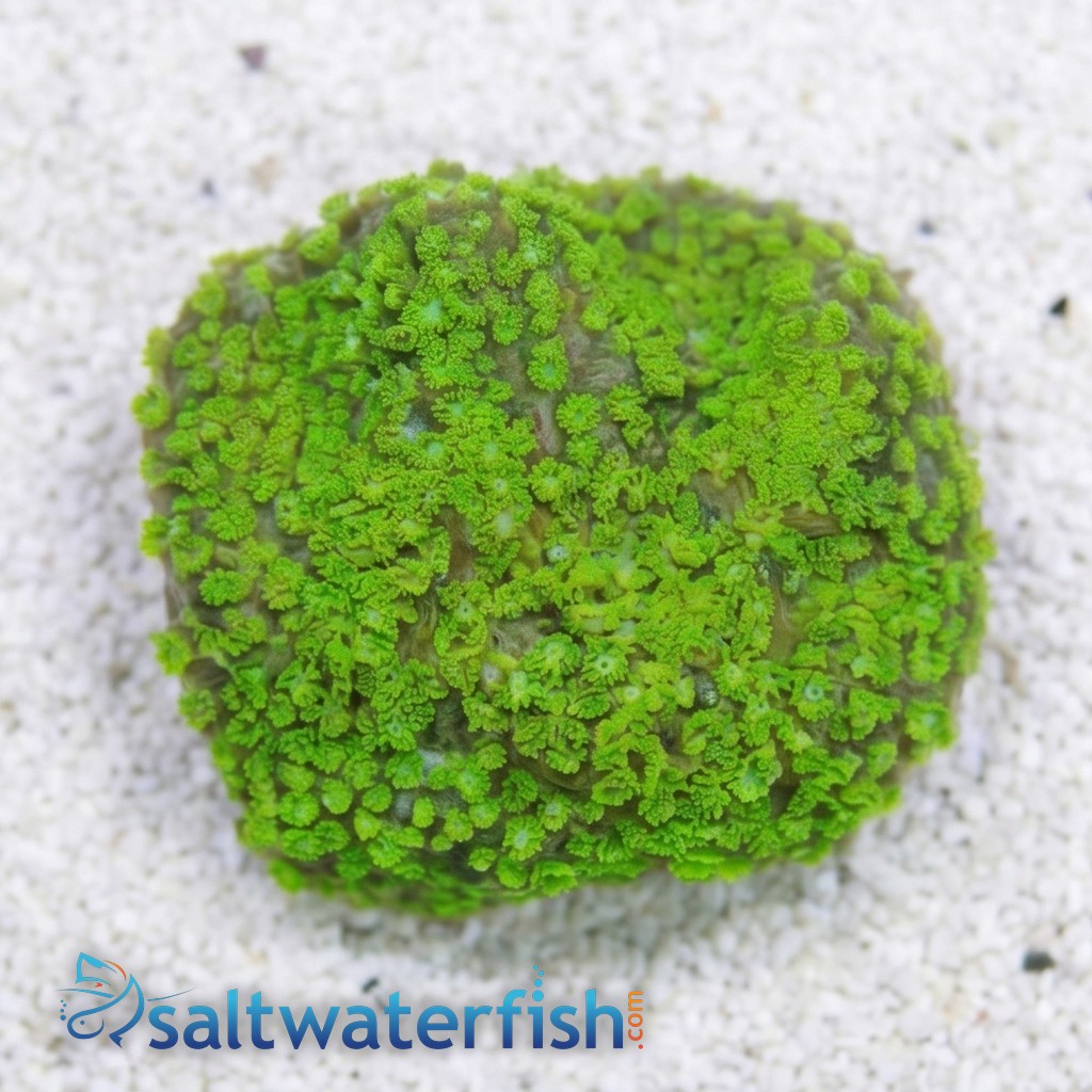 Short Polyp Goniopora Coral: Green - South Pacific