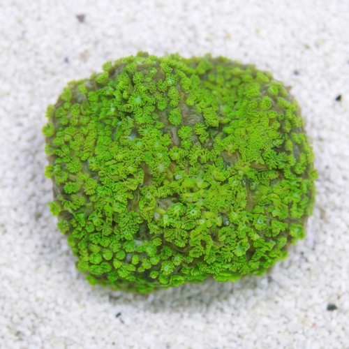 Short Polyp Goniopora Coral: Green - South Pacific