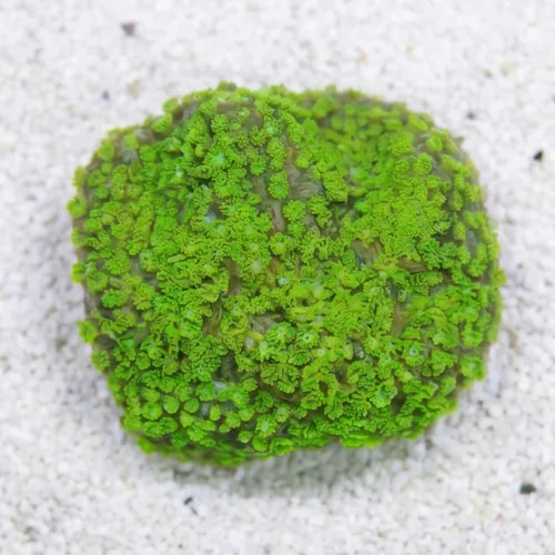 Short Polyp Goniopora Coral: Green - South Pacific