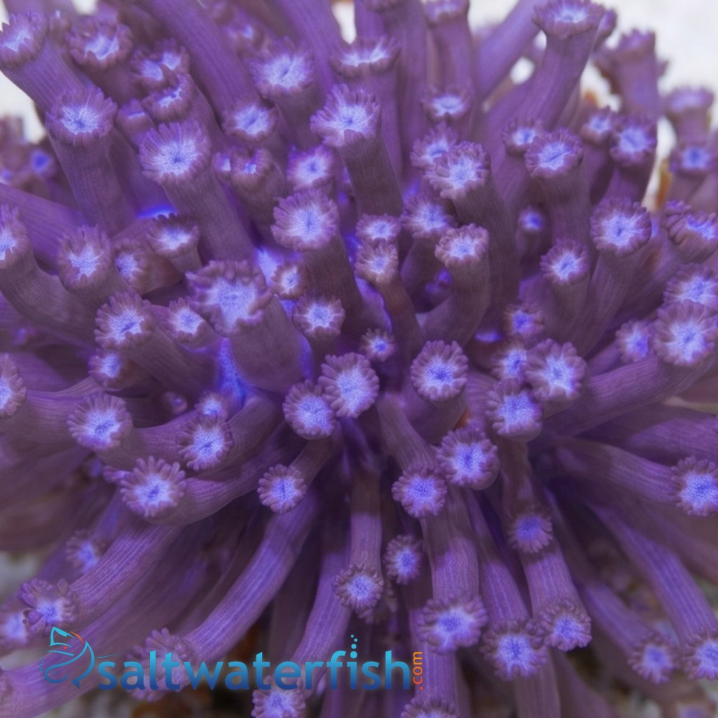 Goniopora Coral: Purple Branching - Aquacultured