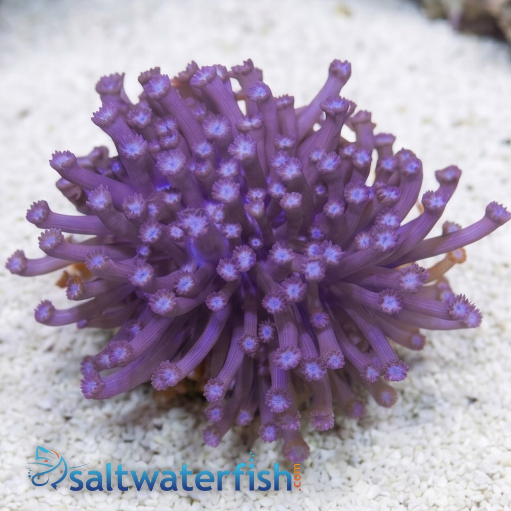 Goniopora Coral: Purple Branching - Aquacultured