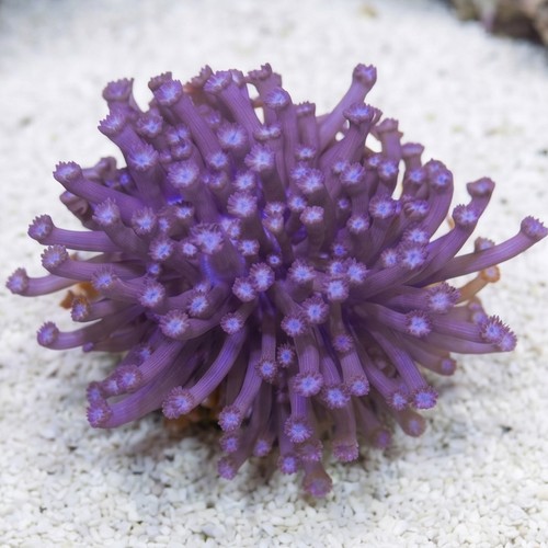 Goniopora Coral: Purple Branching - Aquacultured