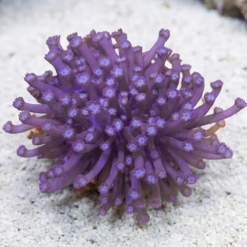 Goniopora Coral: Purple Branching - Aquacultured
