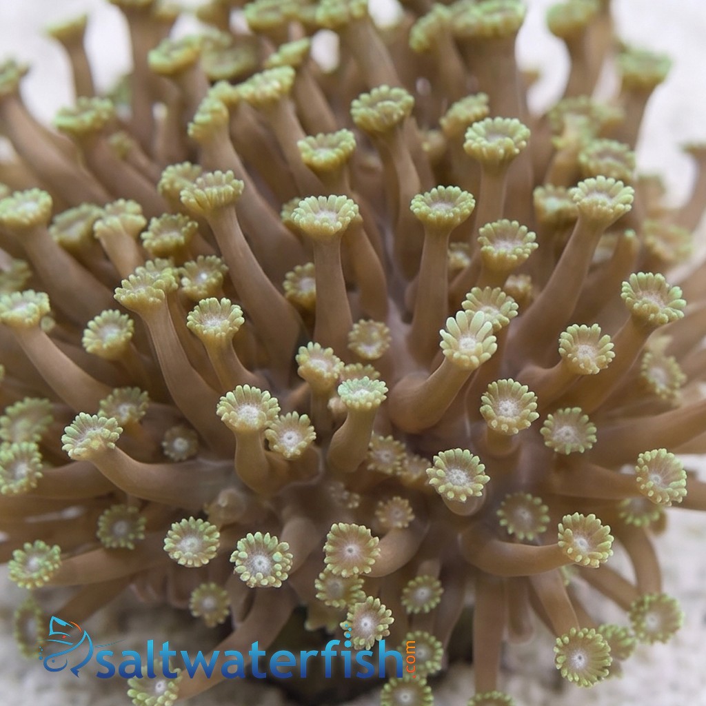 Short Polyp Goniopora Coral: Green - Aquacultured