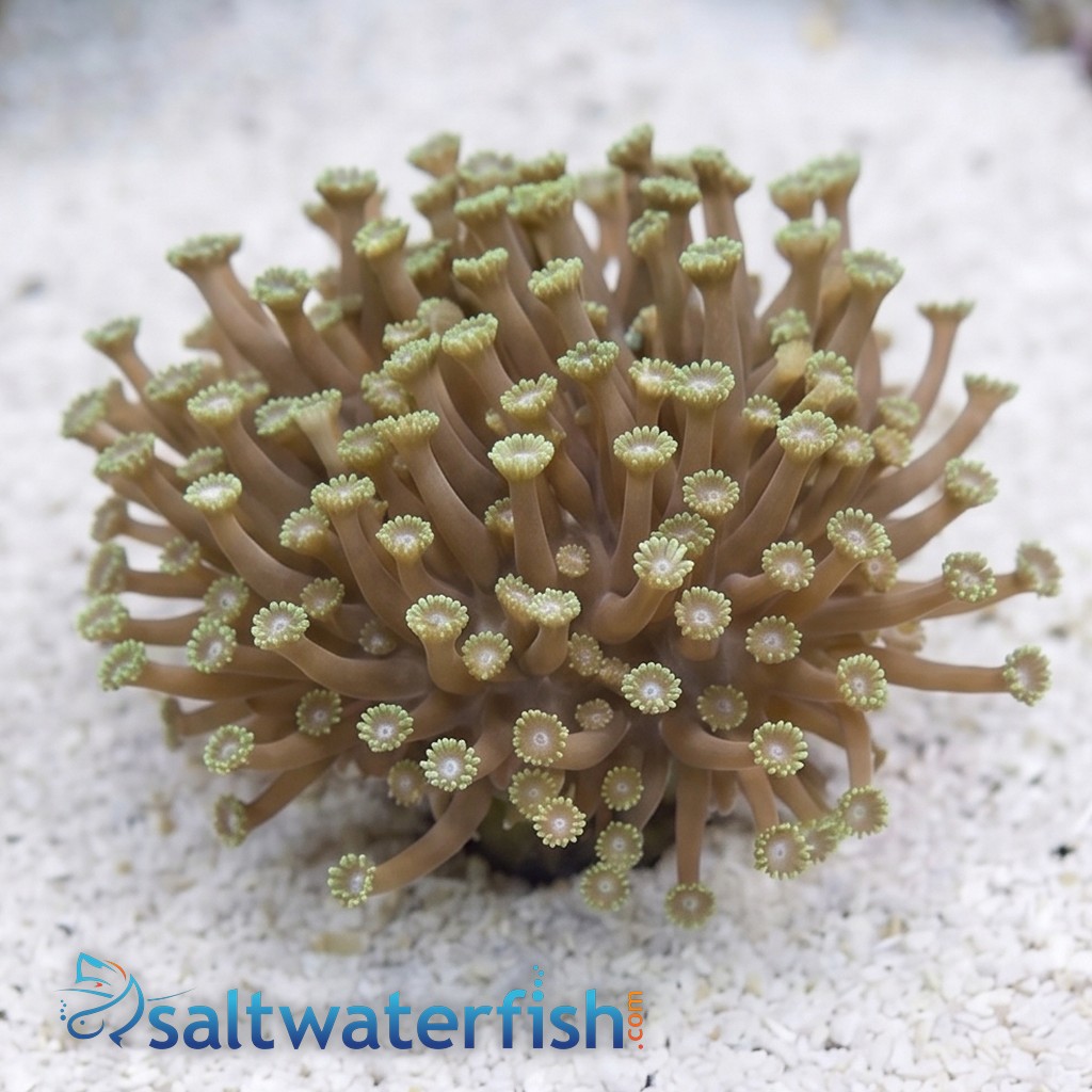Short Polyp Goniopora Coral: Green - Aquacultured
