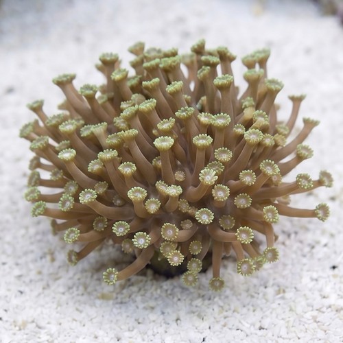 Short Polyp Goniopora Coral: Green - Aquacultured