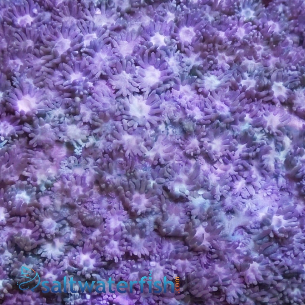 Goniopora Coral: Purple