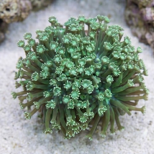 Goniopora Coral: Long Polyp Green