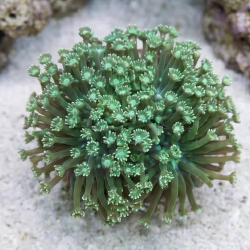Goniopora Coral: Long Polyp Green