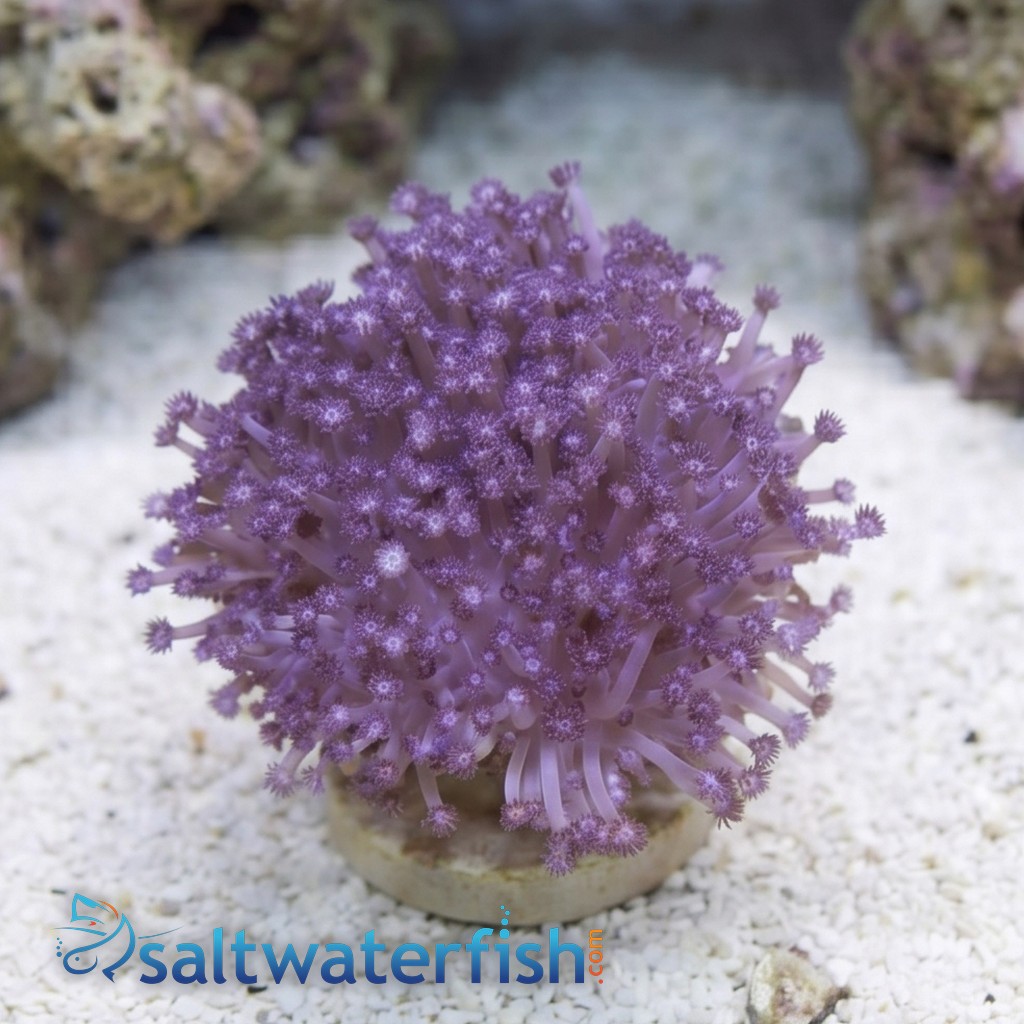Goniopora Coral: Purple - Australia