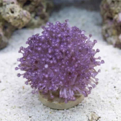 Goniopora Coral: Purple - Australia