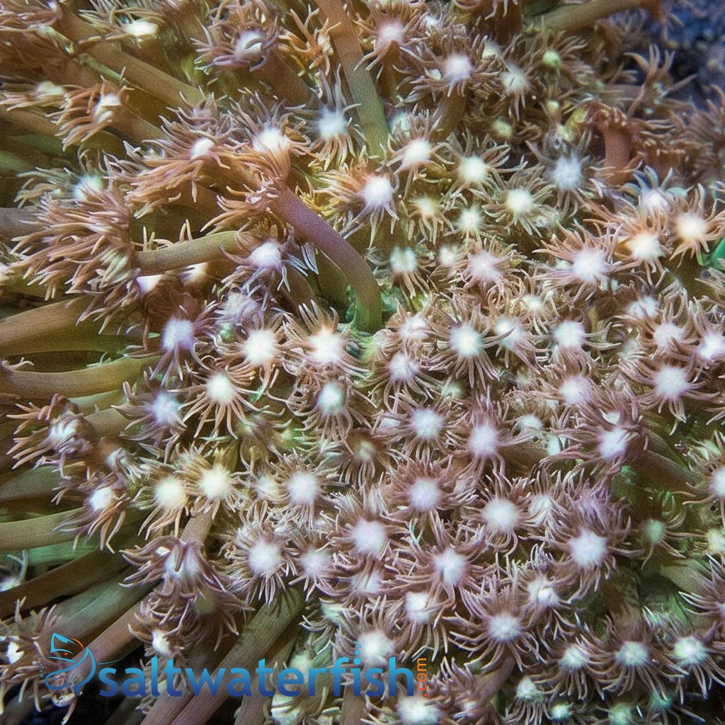 Goniopora Coral: Short Polyp Green - Central Pacific