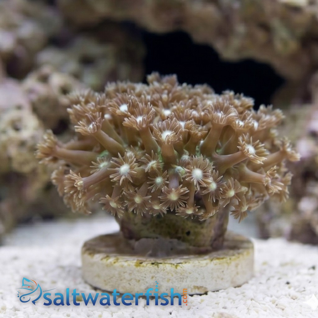 Goniopora Coral: Short Polyp Green - Central Pacific
