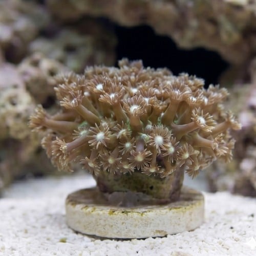 Goniopora Coral: Short Polyp Green - Central Pacific