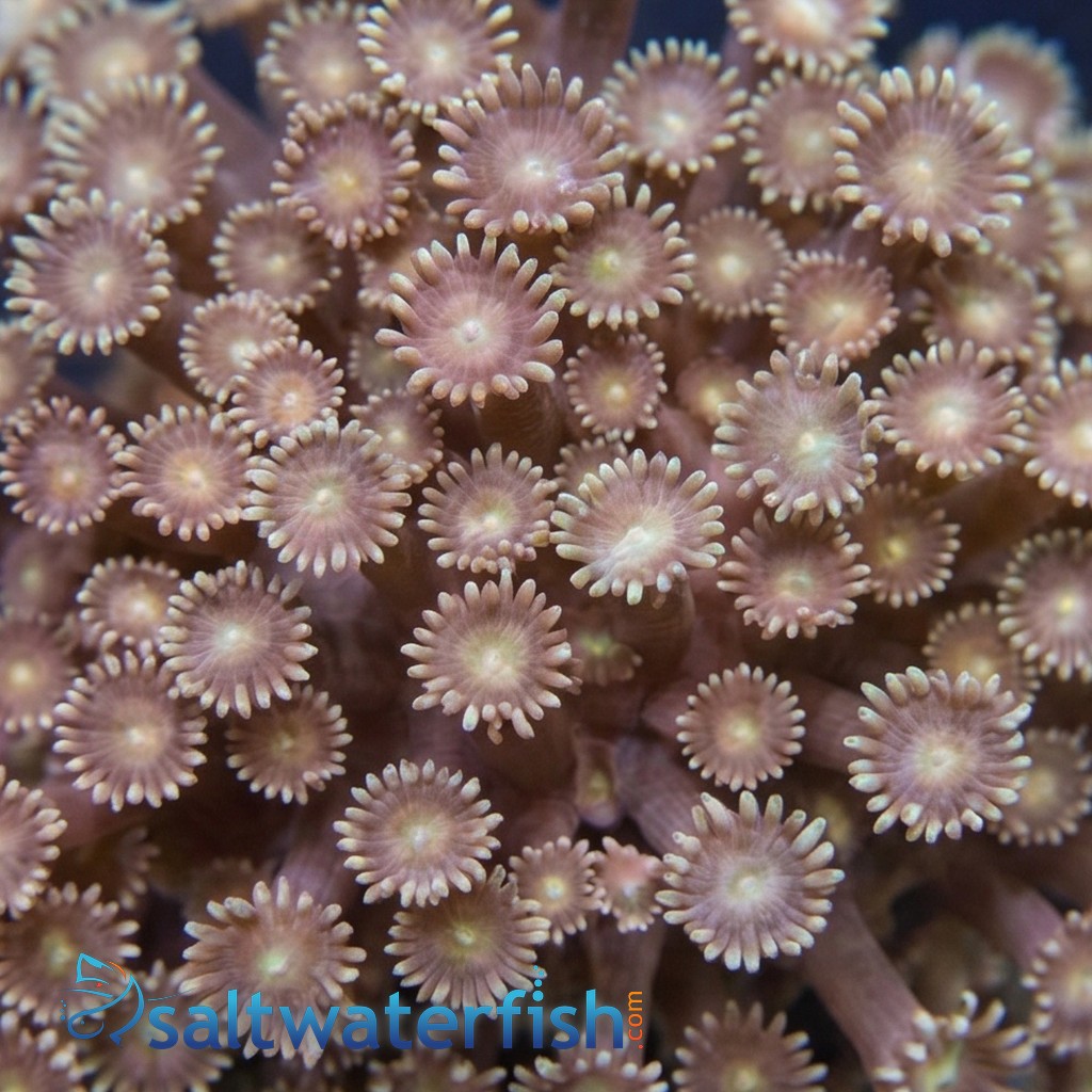 Branching Goniopora: Green - Aquacultured
