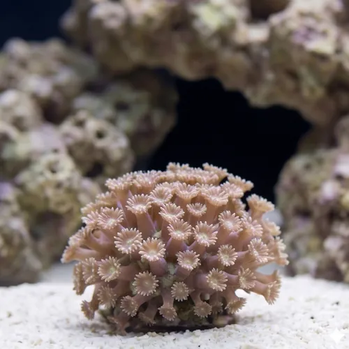 Branching Goniopora: Green - Aquacultured