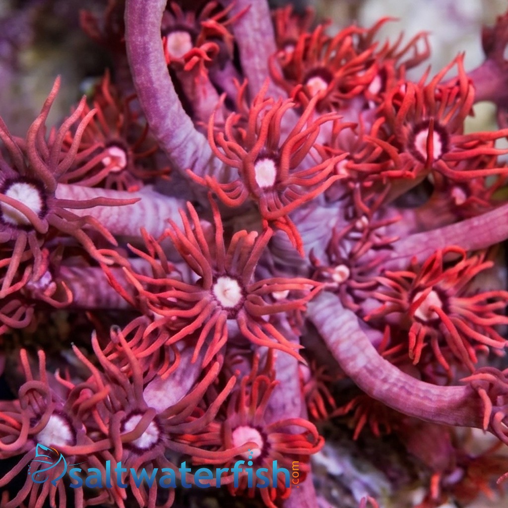Goniopora : Pink/Red - Aquacultured