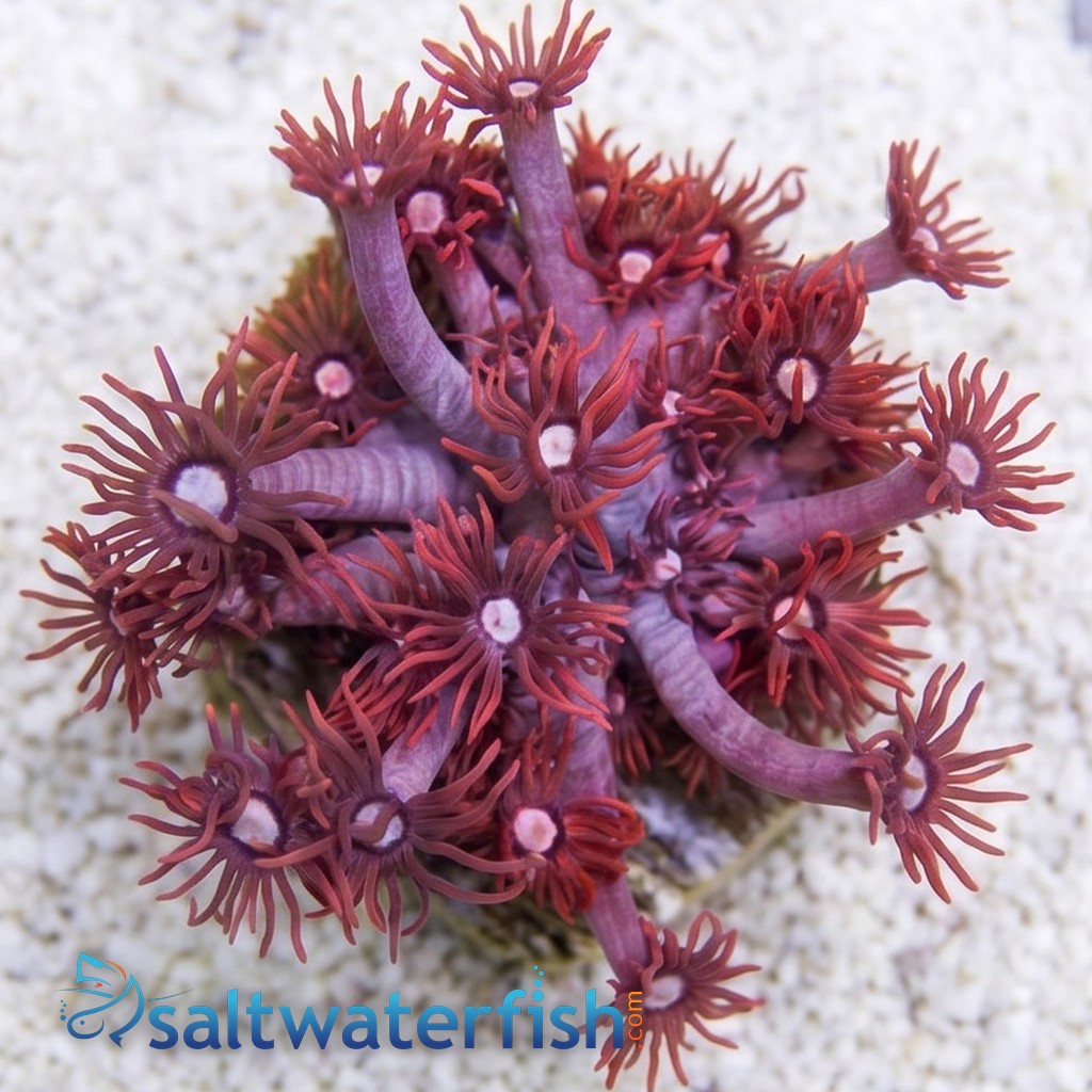 Goniopora : Pink/Red - Aquacultured
