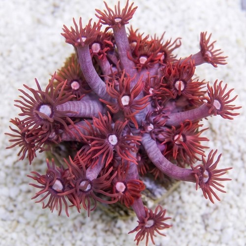Goniopora : Pink/Red - Aquacultured