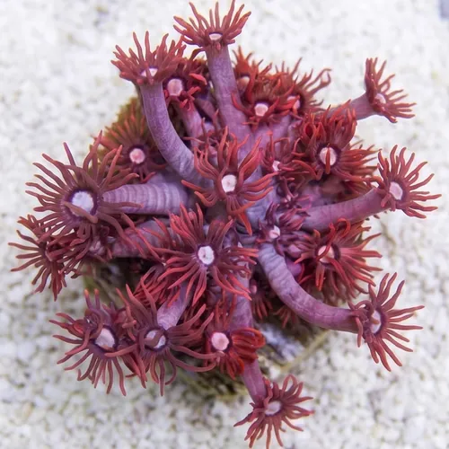 Goniopora : Pink/Red - Aquacultured